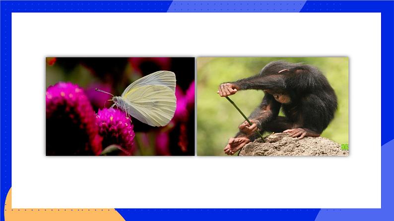 16.1 先天性行为和后天学习行为 课件+练习+素材 北师大版八年级生物上册02