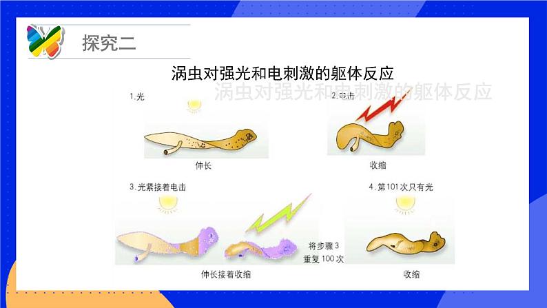 16.1 先天性行为和后天学习行为 课件+练习+素材 北师大版八年级生物上册08