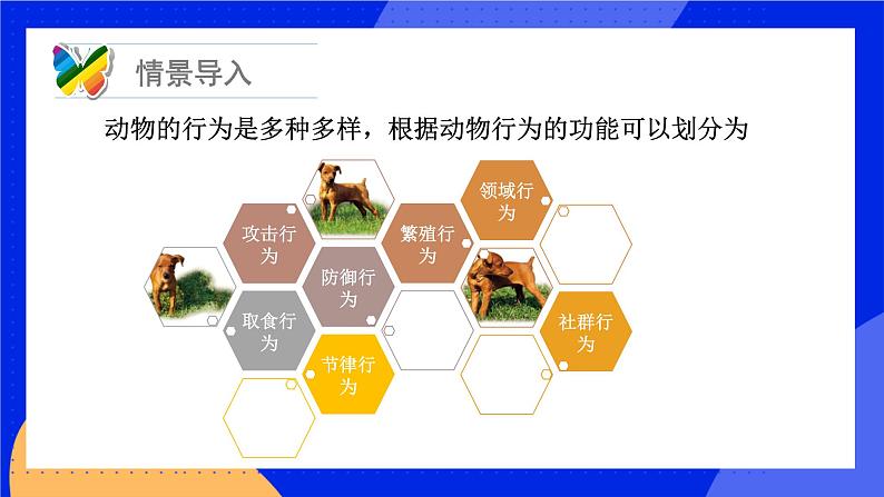 16.2  动物行为的主要类型 课件+练习+素材 北师大版八年级生物上册03