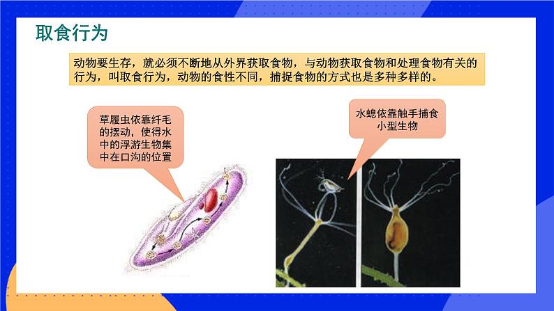 16.2  动物行为的主要类型 课件+练习+素材 北师大版八年级生物上册05