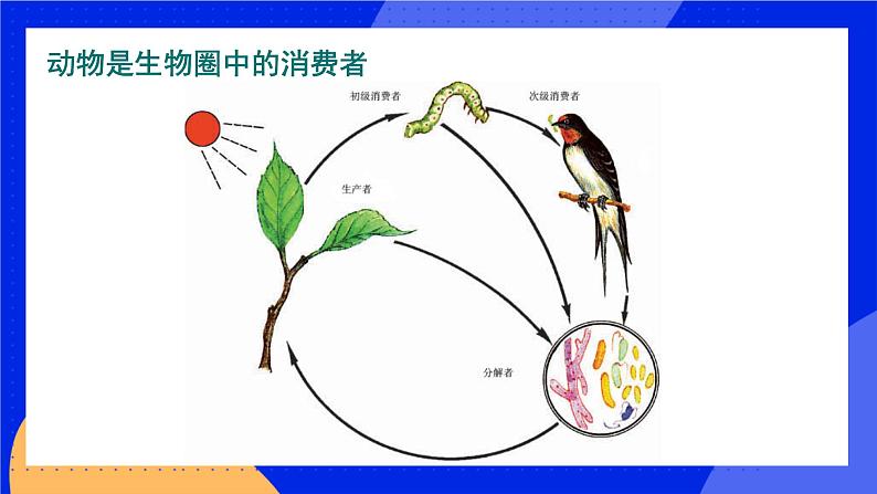 17.1 动物在生物圈中的作用 课件+练习+素材 北师大版八年级生物上册06