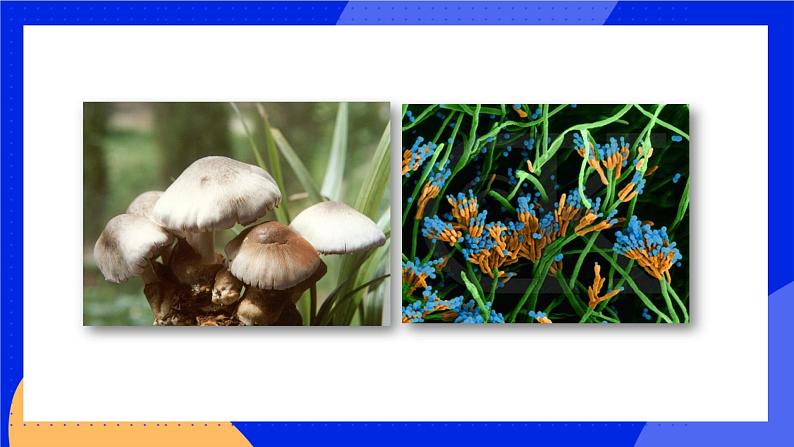 18.1 微生物在生物圈中的作用 课件+练习+素材 北师大版八年级生物上册02