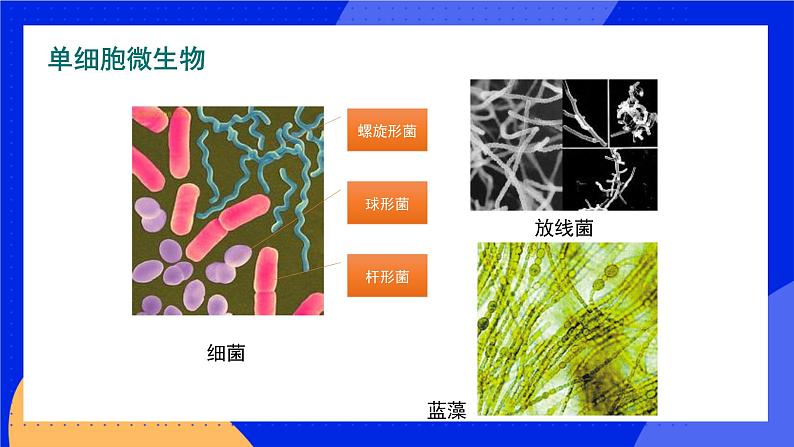 18.1 微生物在生物圈中的作用 课件+练习+素材 北师大版八年级生物上册06