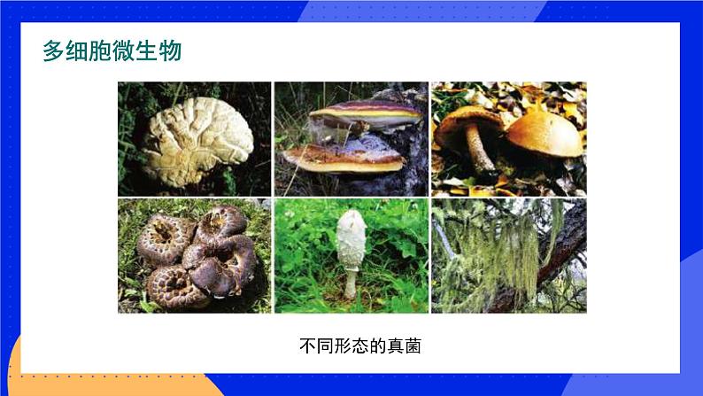 18.1 微生物在生物圈中的作用 课件+练习+素材 北师大版八年级生物上册07