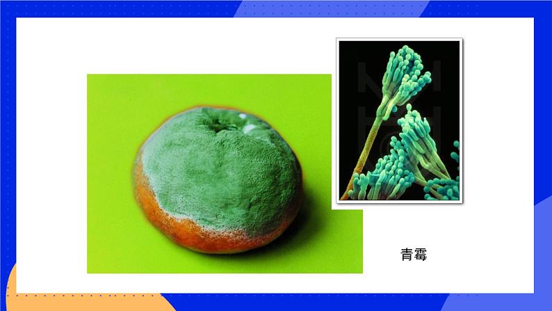 18.1 微生物在生物圈中的作用 课件+练习+素材 北师大版八年级生物上册08