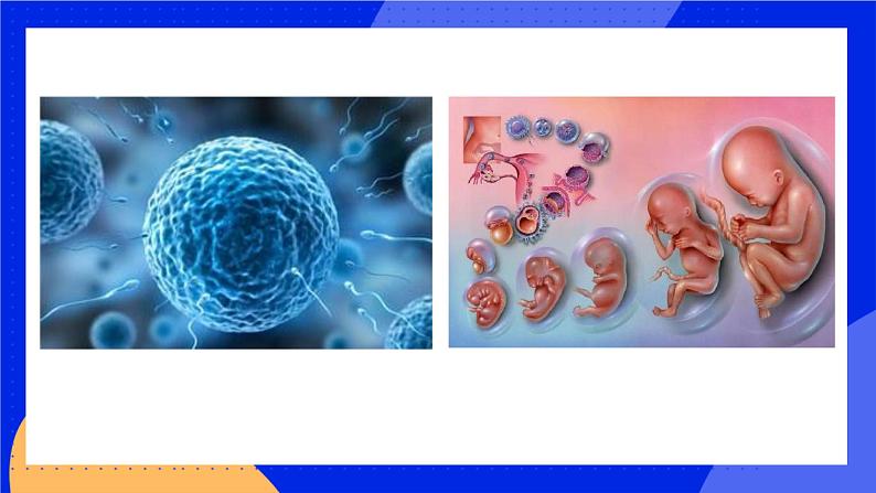 19.1 人的生殖和发育 课件+练习+素材 北师大版八年级生物上册02