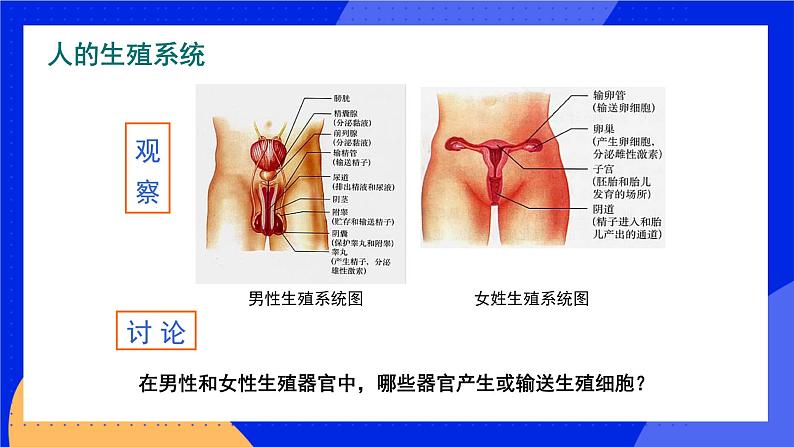 19.1 人的生殖和发育 课件+练习+素材 北师大版八年级生物上册05