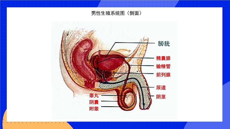 19.1 人的生殖和发育 课件+练习+素材 北师大版八年级生物上册06