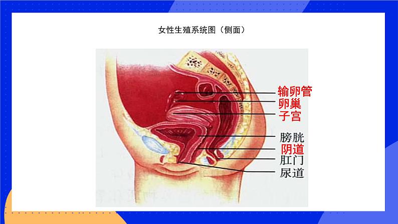 19.1 人的生殖和发育 课件+练习+素材 北师大版八年级生物上册07