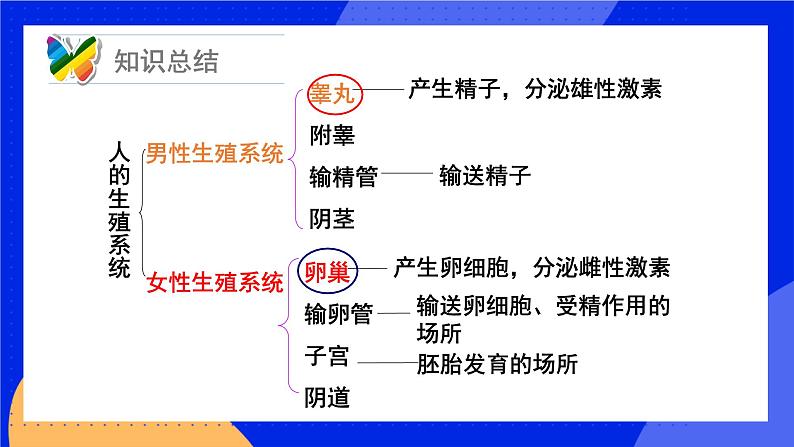 19.1 人的生殖和发育 课件+练习+素材 北师大版八年级生物上册08