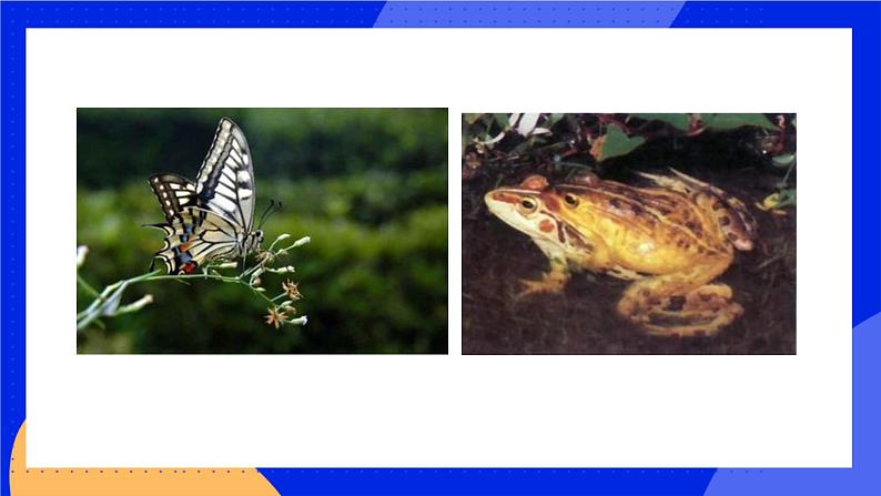 19.2 动物的生殖和发育 课件+练习+素材 北师大版八年级生物上册02