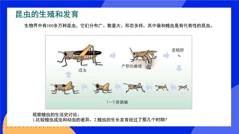 19.2 动物的生殖和发育 课件+练习+素材 北师大版八年级生物上册05