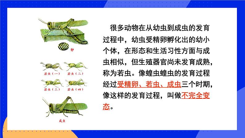 19.2 动物的生殖和发育 课件+练习+素材 北师大版八年级生物上册06
