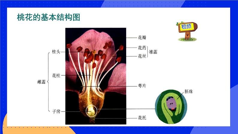 19.3 其他生物的生殖 课件+练习+素材 北师大版八年级生物上册05