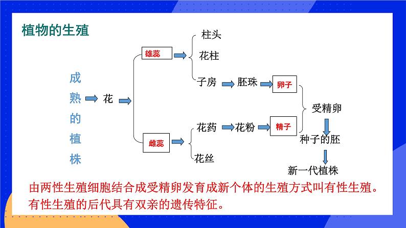 19.3 其他生物的生殖 课件+练习+素材 北师大版八年级生物上册06