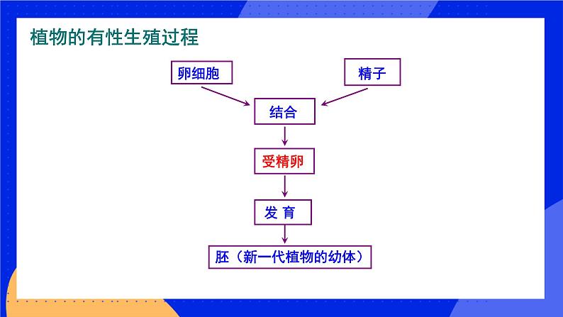 19.3 其他生物的生殖 课件+练习+素材 北师大版八年级生物上册07