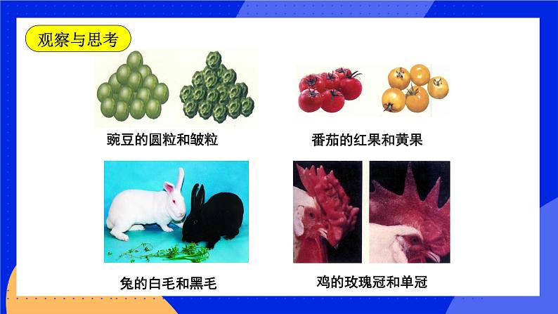 20.1 遗传和变异现象 课件+练习+素材 北师大版八年级生物上册05