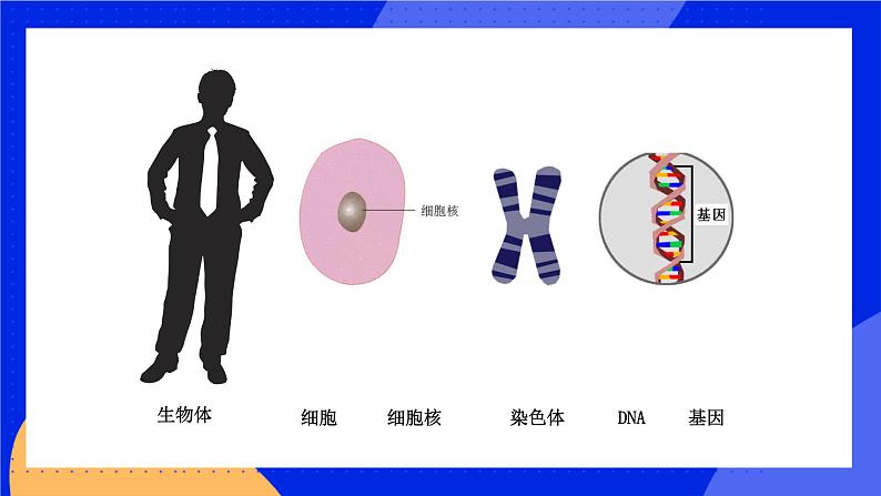 20.2 性状遗传的物质基础 课件+练习+素材 北师大版八年级生物上册08