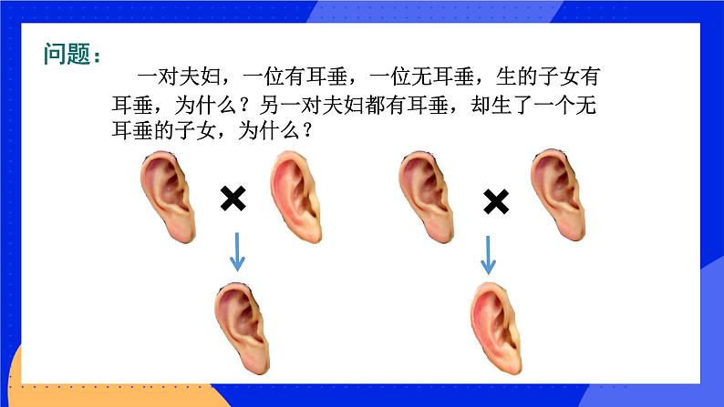 20.3 性状遗传有一定的规律性 课件+练习+素材 北师大版八年级生物上册07