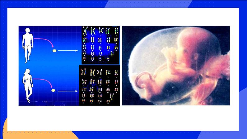 20.4 性别和性别决定 课件+练习+素材 北师大版八年级生物上册02