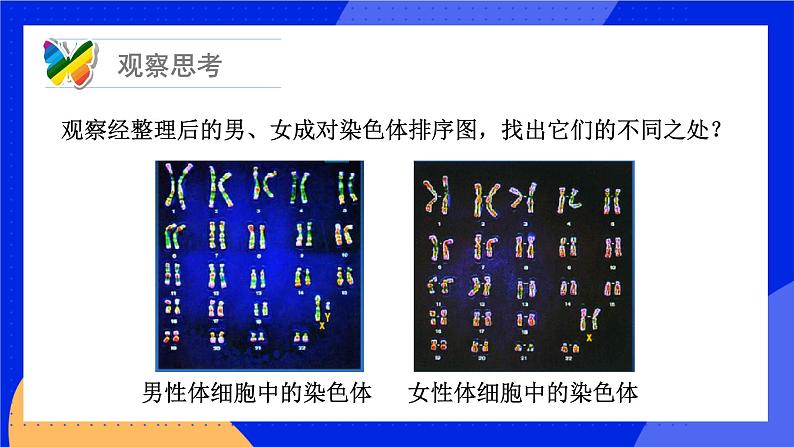 20.4 性别和性别决定 课件+练习+素材 北师大版八年级生物上册07
