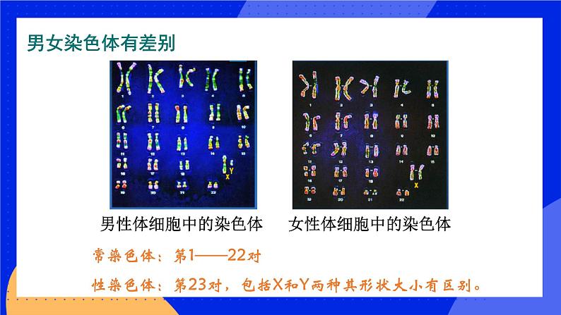 20.4 性别和性别决定 课件+练习+素材 北师大版八年级生物上册08