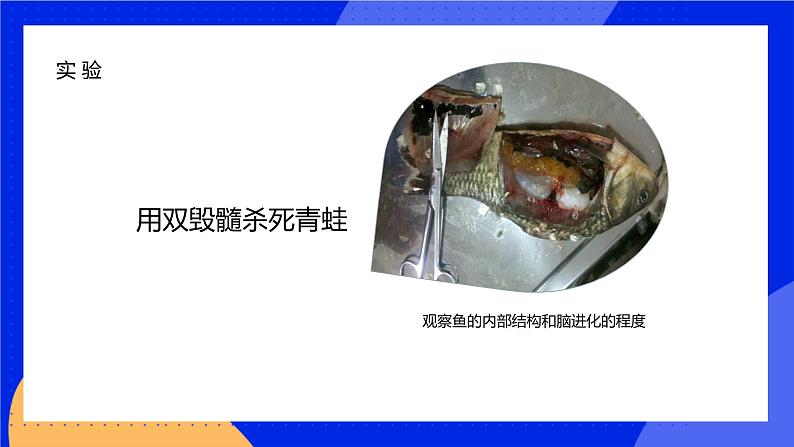 1.2.1 生物学是探索生命的科学 课件 北师大版七年级生物上册07