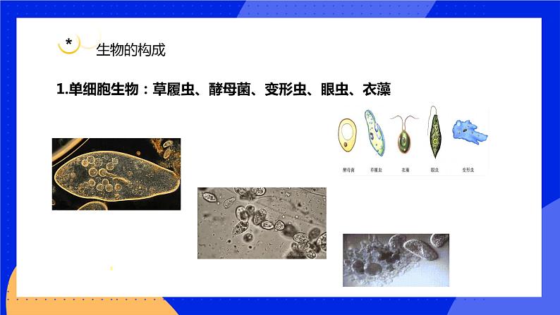 3.1.1 细胞的基本结构和功能 课件 北师大版七年级生物上册第5页