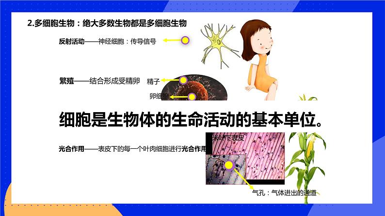 3.1.1 细胞的基本结构和功能 课件 北师大版七年级生物上册第6页