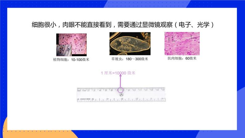 3.1.1 细胞的基本结构和功能 课件 北师大版七年级生物上册07