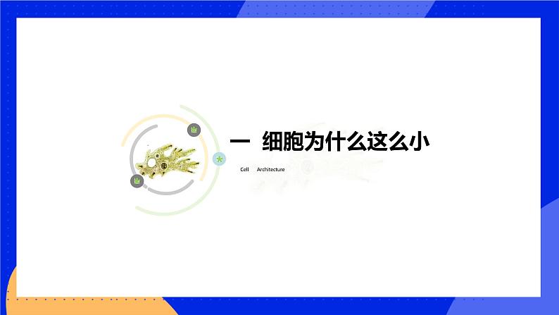 3.3 细胞通过分裂而增殖 课件 北师大版七年级生物上册03