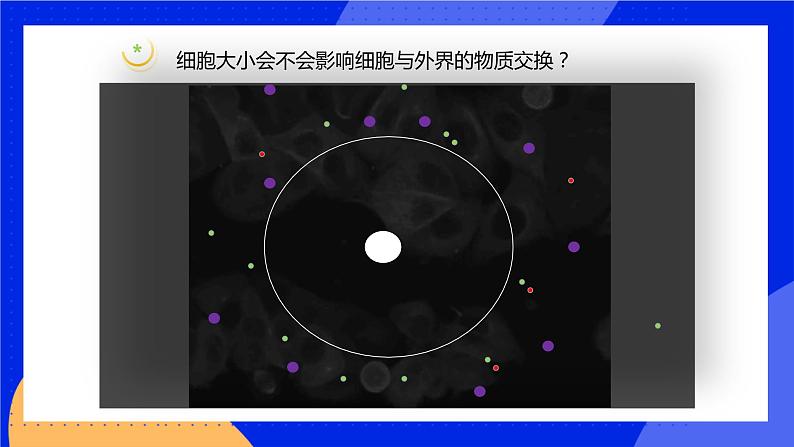 3.3 细胞通过分裂而增殖 课件 北师大版七年级生物上册05