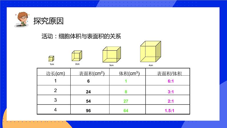 3.3 细胞通过分裂而增殖 课件 北师大版七年级生物上册07