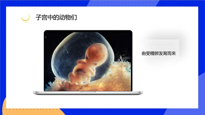 4.1 细胞分化形成组织 课件 北师大版七年级生物上册02