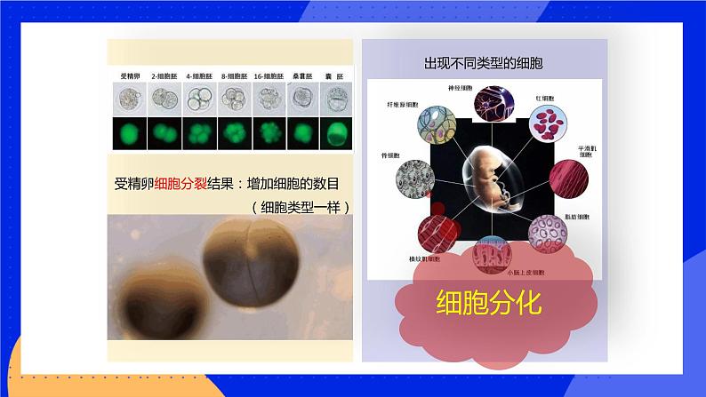 4.1 细胞分化形成组织 课件 北师大版七年级生物上册03