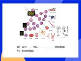 4.1 细胞分化形成组织 课件 北师大版七年级生物上册