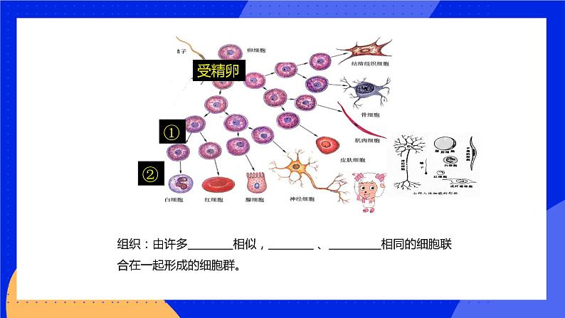 4.1 细胞分化形成组织 课件 北师大版七年级生物上册05