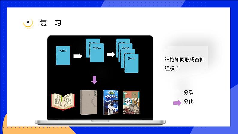 4.2 生物体的器官、系统 课件 北师大版七年级生物上册02