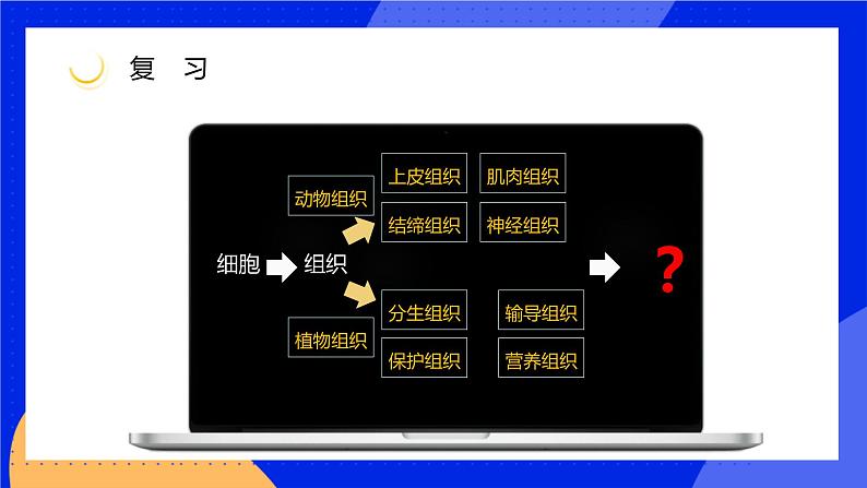 4.2 生物体的器官、系统 课件 北师大版七年级生物上册03