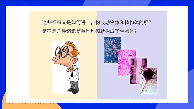 4.2 生物体的器官、系统 课件 北师大版七年级生物上册05