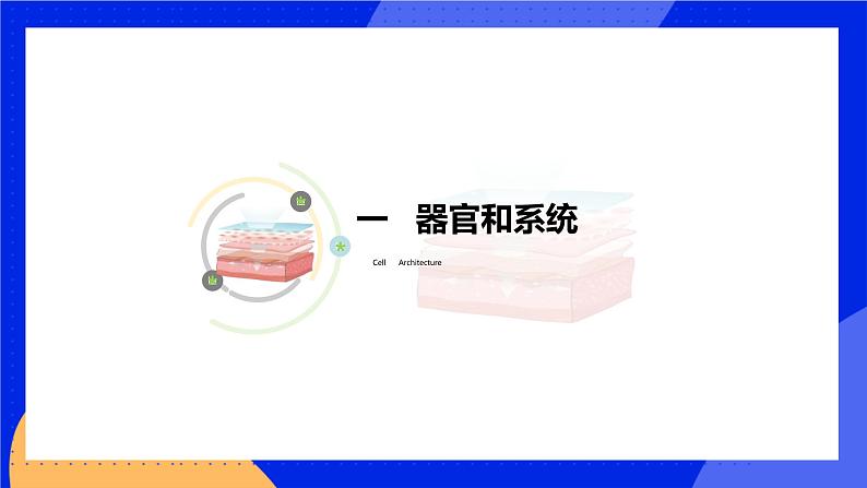 4.2 生物体的器官、系统 课件 北师大版七年级生物上册06