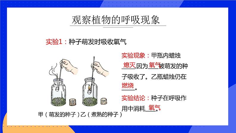 5.2 呼吸作用 课件 北师大版七年级生物上册第7页