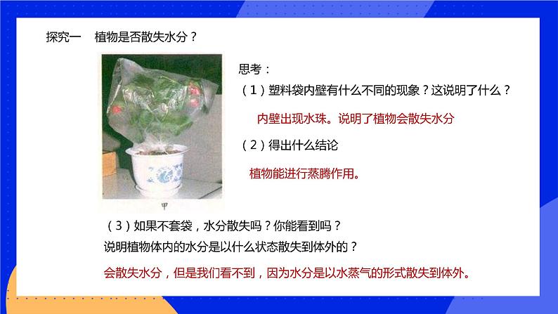 5.4 蒸腾作用 课件 北师大版七年级生物上册08