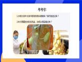 5.5 运输作用 课件 北师大版七年级生物上册