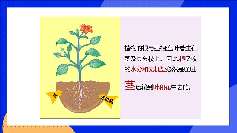 5.5 运输作用 课件 北师大版七年级生物上册04