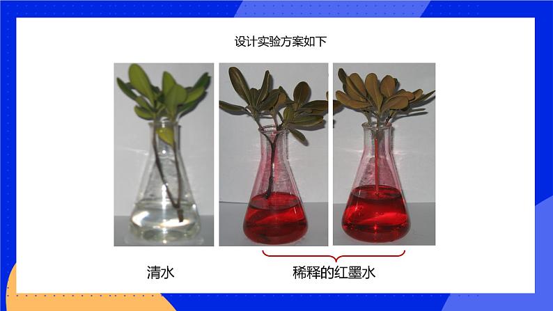 5.5 运输作用 课件 北师大版七年级生物上册06