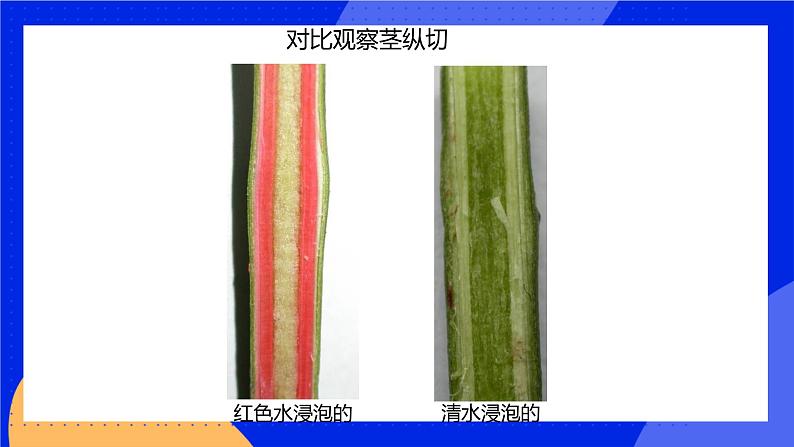 5.5 运输作用 课件 北师大版七年级生物上册08