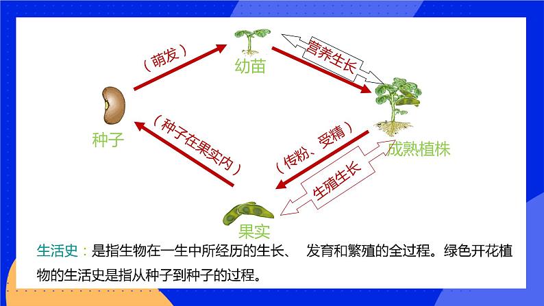 6.1 种子萌发形成幼苗 课件 北师大版七年级生物上册03