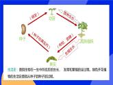 6.1 种子萌发形成幼苗 课件 北师大版七年级生物上册