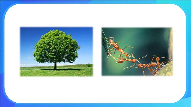 1.2 生物与环境的相互影响 课件 北师大版七年级生物上册第2页